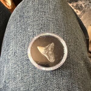 Fossil Shark Tooth Displayed in Clear Round Case - Beige